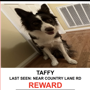 Lost Dog Taffy
