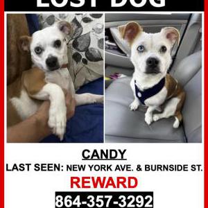 Lost Dog Candy