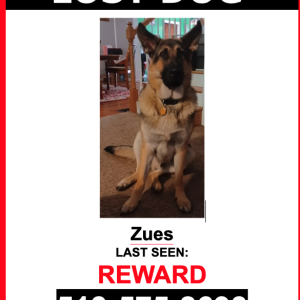 Lost Dog Zues