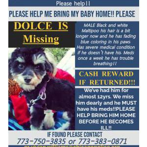 Lost Dog Dolce