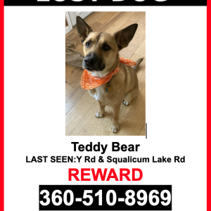 Lost Dog Teddy Bear