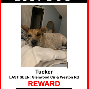 Lost Dog Tucker
