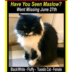 Image of Maslow, Lost Cat