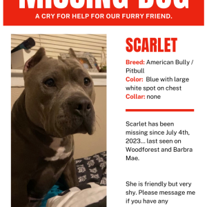 Lost Dog Scarlet