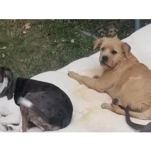 Lost Dog Roxy and bess