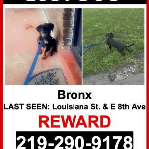 Lost Dog Bronx