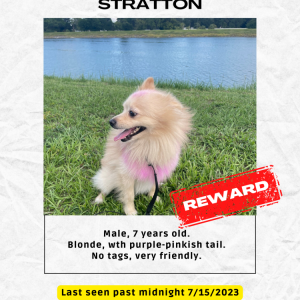 Lost Dog stratton