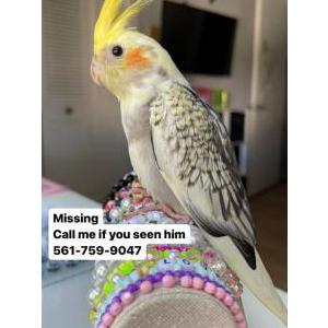 Lost Bird Felix