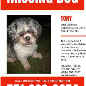 Lost Dog Tony