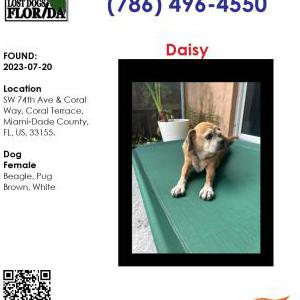 Found Dog Daisy