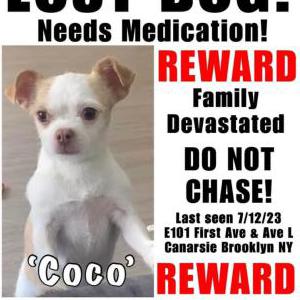 Lost Dog coco