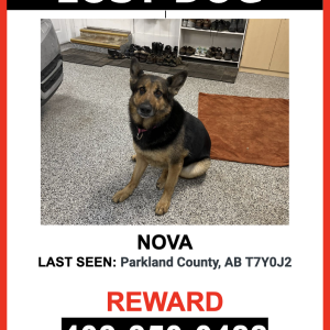 Lost Dog Nova