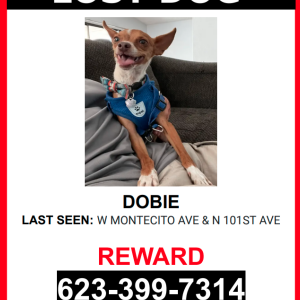 Lost Dog Dobie