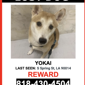 Lost Dog Yokai