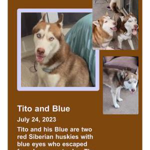 Lost Dog Tito and Blue