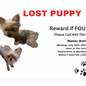 Lost Dog Dori
