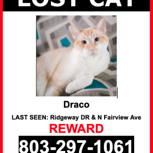 Lost Cat Draco