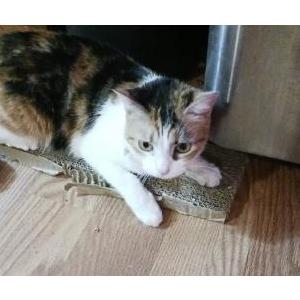 Image of Faith Elizabeth, Lost Cat