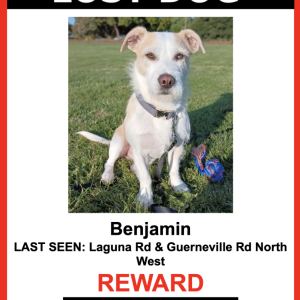 Lost Dog Benjamin