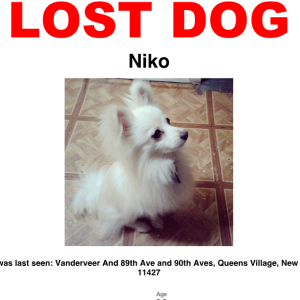 Lost Dog Niko