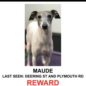 Lost Dog Maude