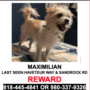 Lost Dog Maximilian
