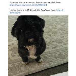 Image of ROYCE, Lost Dog