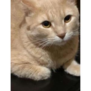 Image of Cheetos, Lost Cat