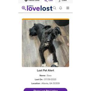 Lost Dog Sox