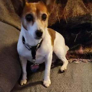 Lost Dog Jersey