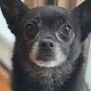Image of TINY, Lost Dog
