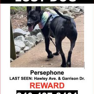 Lost Dog Persephone