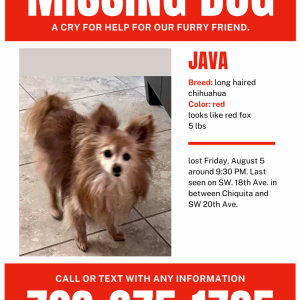 Lost Dog Java