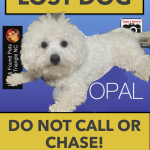 Lost Dog Opal