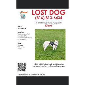 Lost Dog Kiera