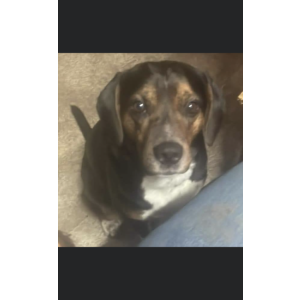 Image of Kailo, Lost Dog