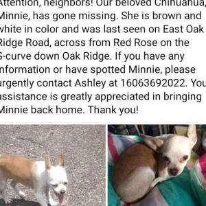 Lost Dog Minnie
