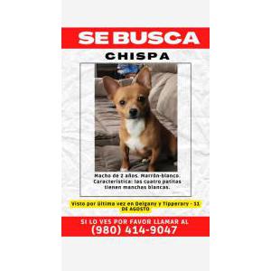 Lost Dog Chispa