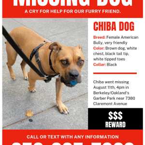 Lost Dog Chiba