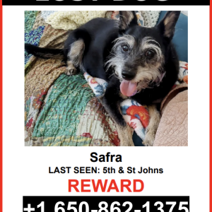 Lost Dog Safra
