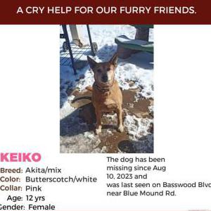 Lost Dog Keiko