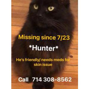 Lost Cat Hunter