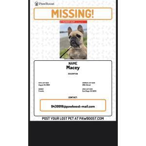 Lost Dog Macey