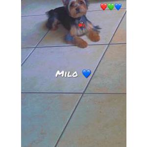 Lost Dog Milo