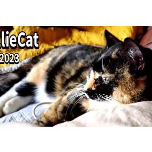 Lost Cat CallieCat