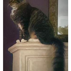 Image of Marty Bryan, Lost Cat