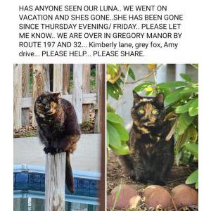 Lost Cat Luna
