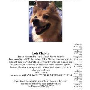 Lost Dog Lola Chuleta