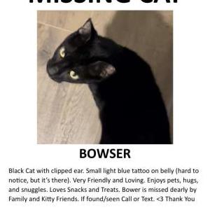Image of Bowser, Lost Cat