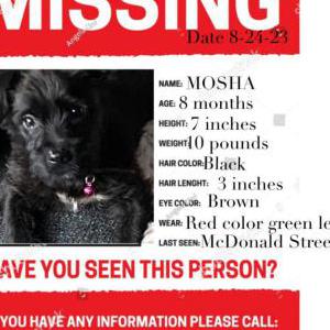 Lost Dog Moscha